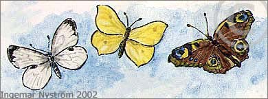 Kålfjäril, citronfjäril, påfågelsöga -akvarell och tusch